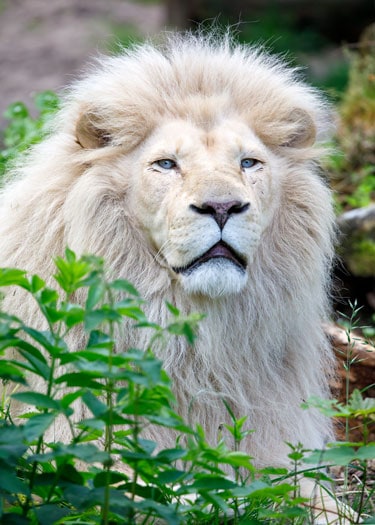 white_lion_reduced_img